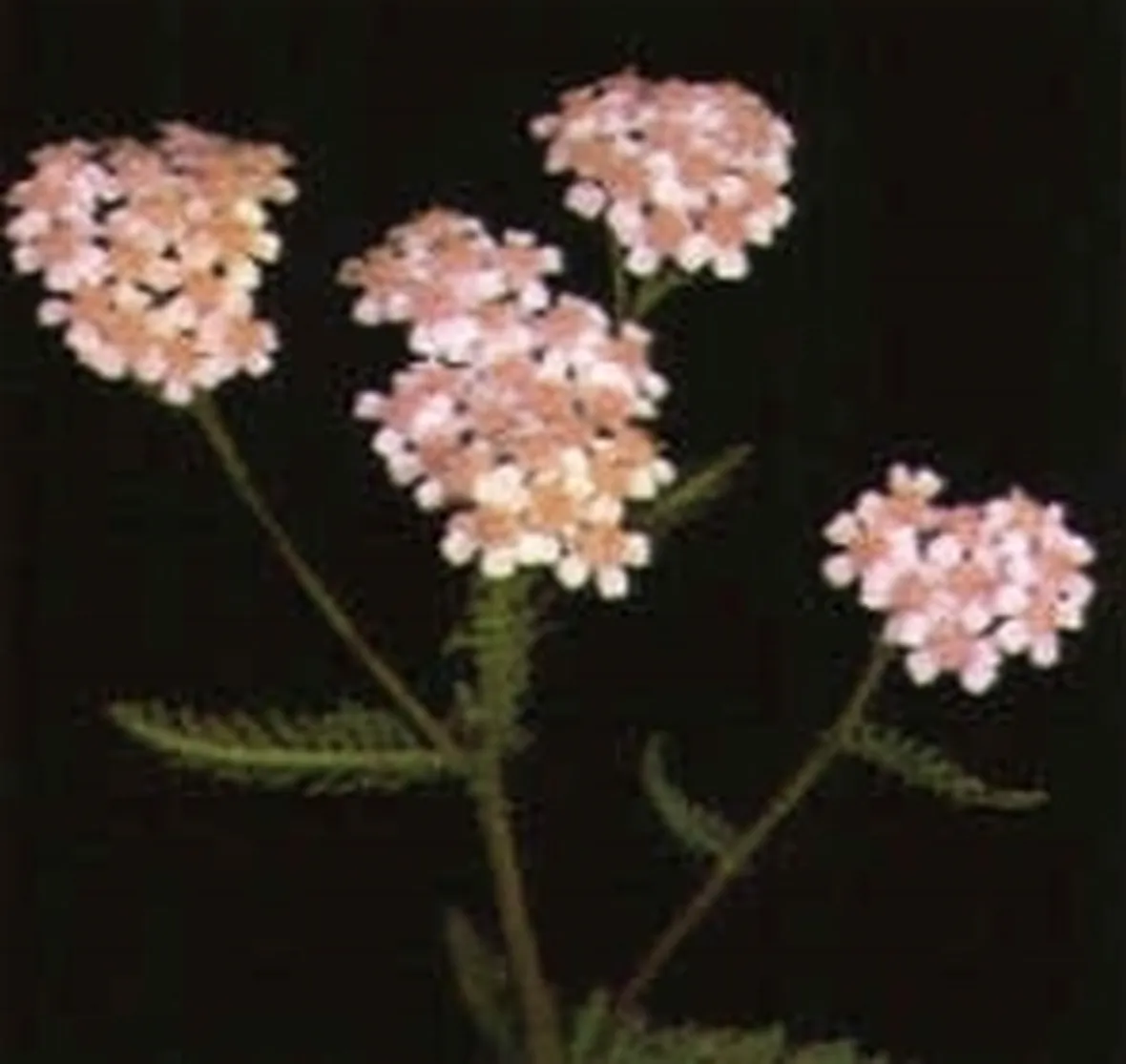achillea