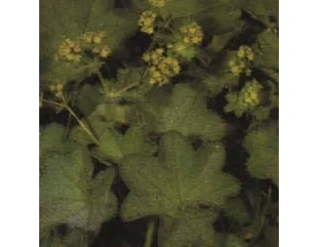 erba stella