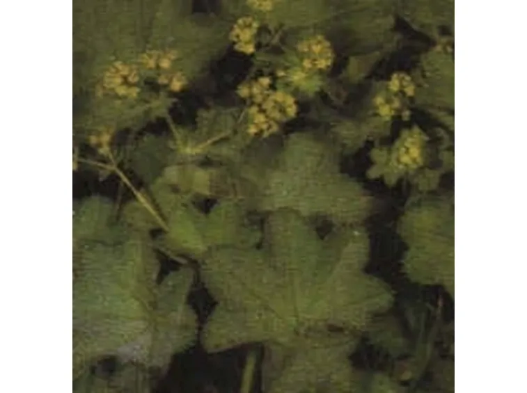 erba stella