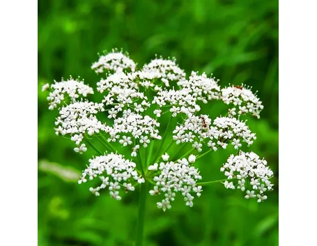fiore d'anice