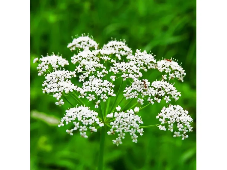 fiore d'anice