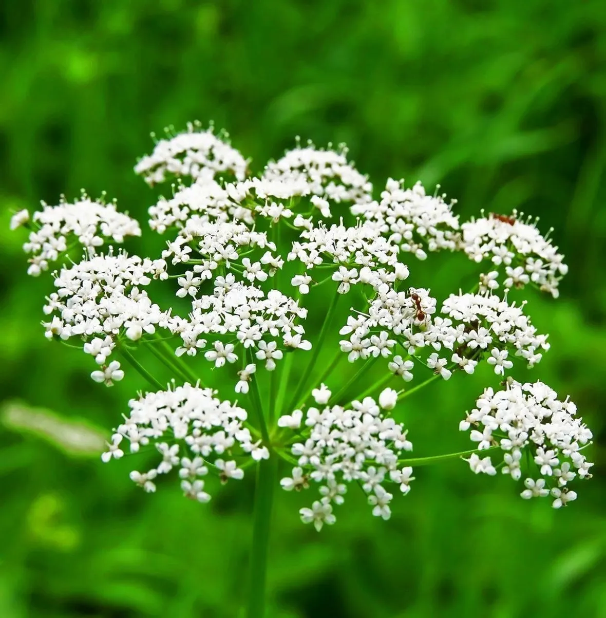 fiore d'anice