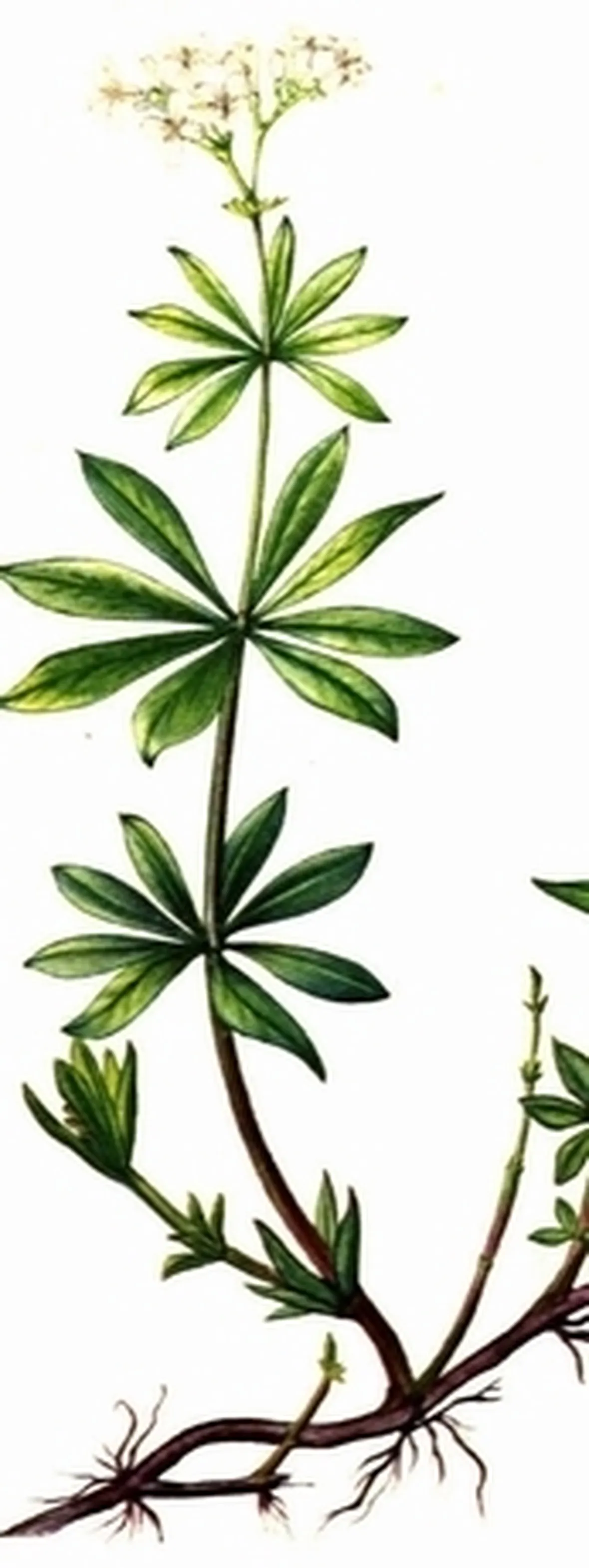 asperula
