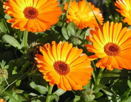 calendula