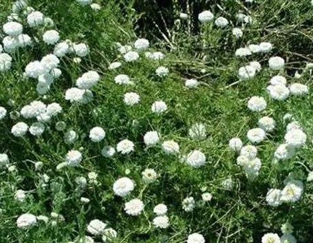 camomilla