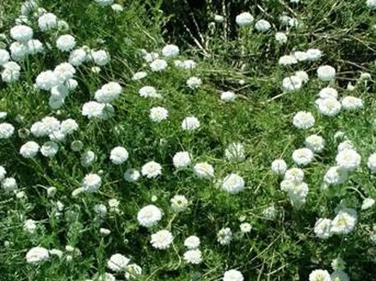 camomilla