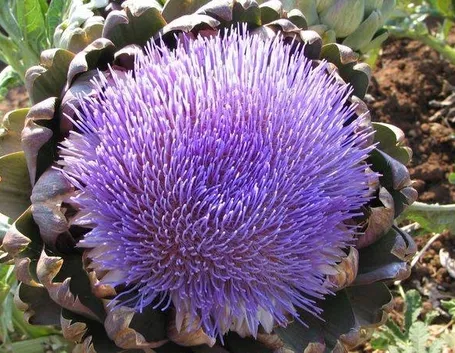 carciofo