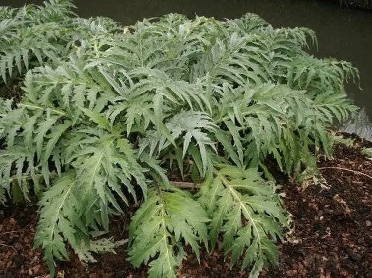 carciofo
