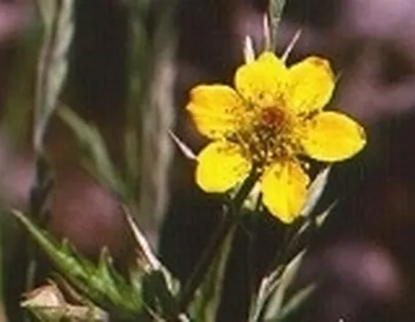 erba benedetta