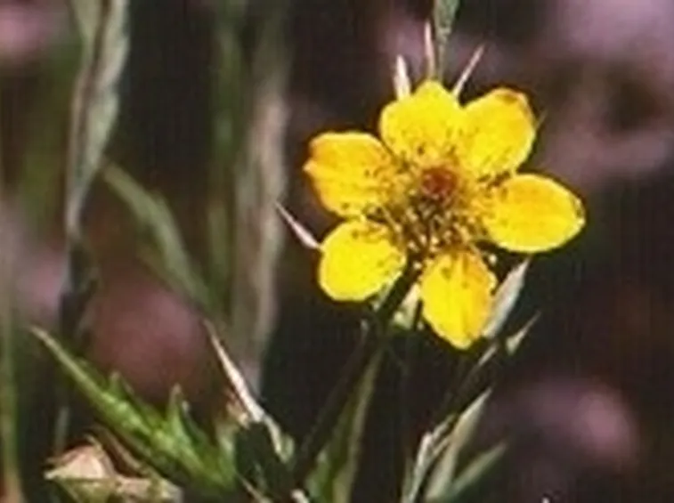 erba benedetta