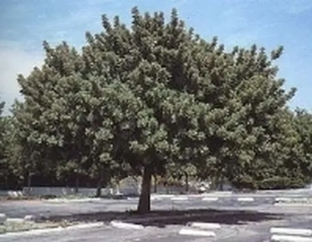 carrubo