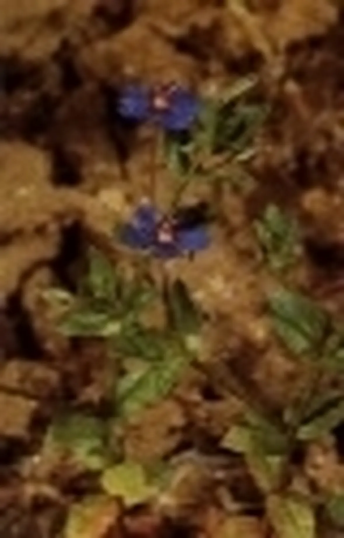 centocchio