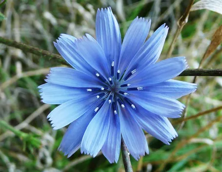 cicoria