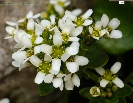 coclearia