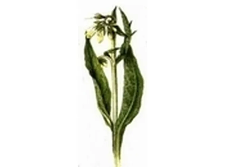 concolida