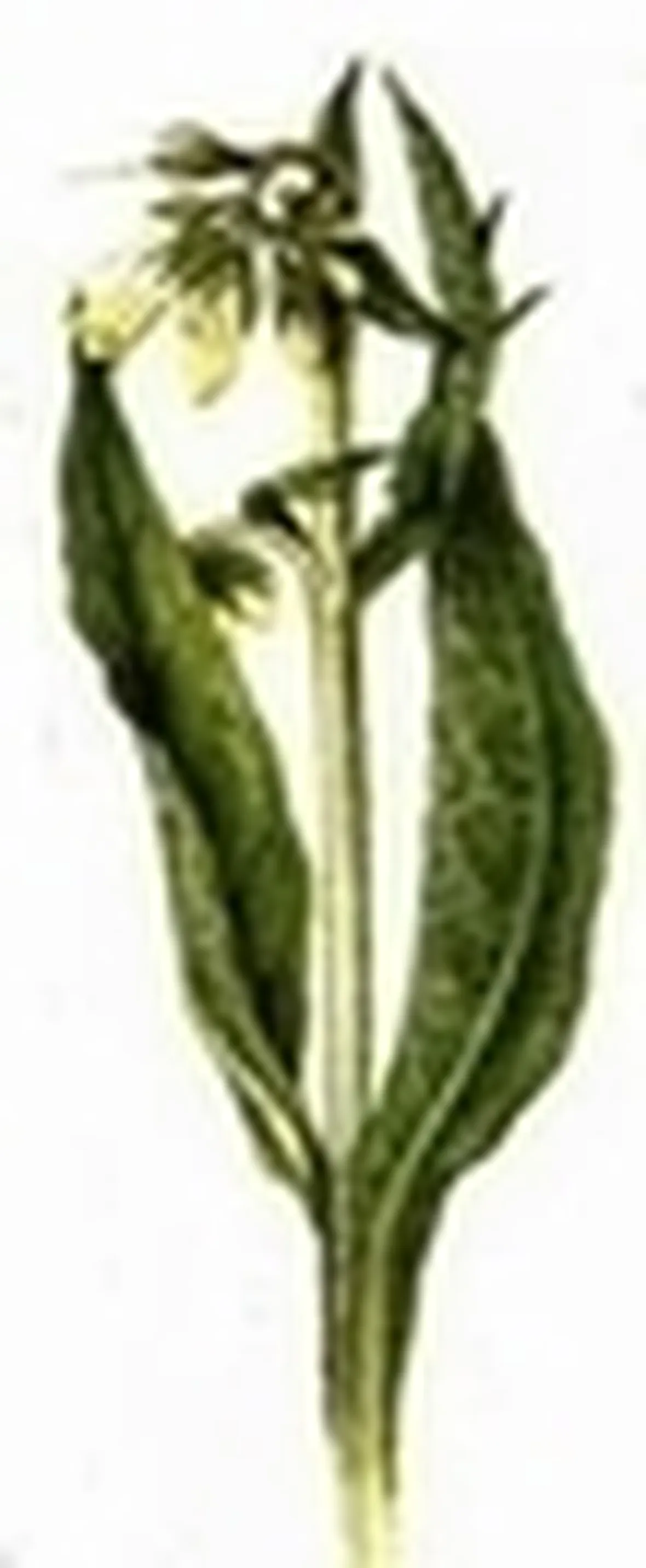 concolida