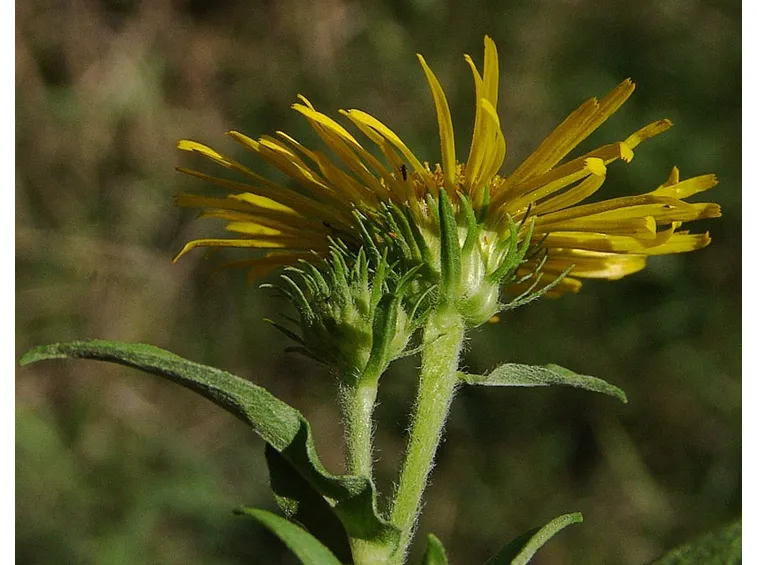 enula