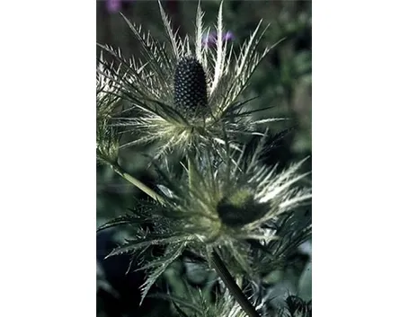 eryngium alpinum