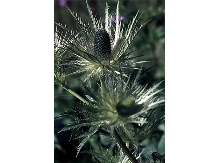 eryngium alpinum