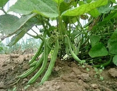 fagiolo