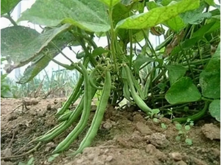 fagiolo