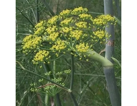 finocchio