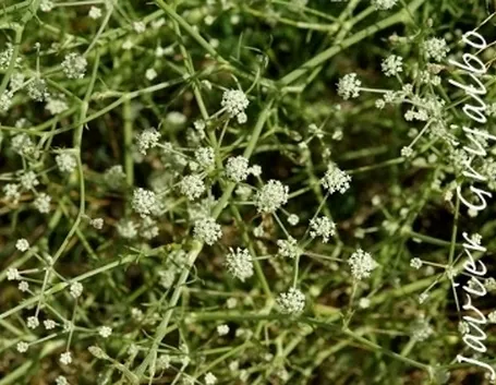 finocchiella mediterranea