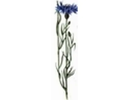 centaurea