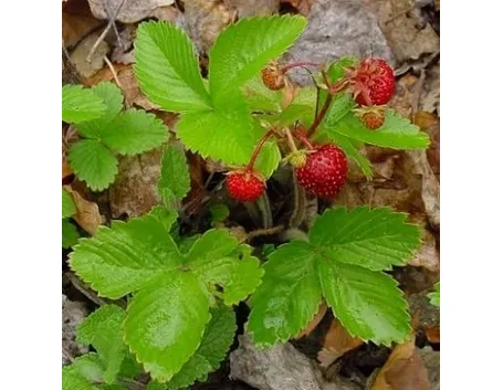 fragola