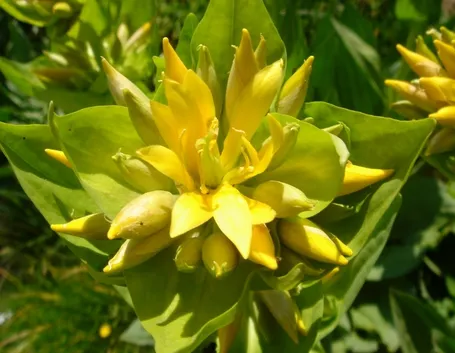 gentiana lutea