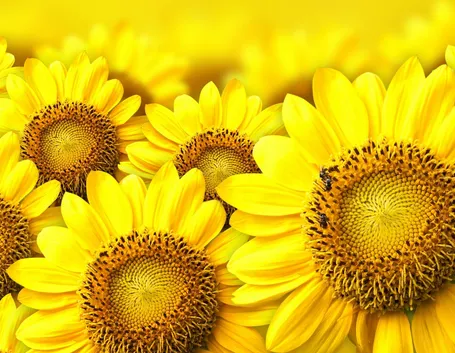 girasole