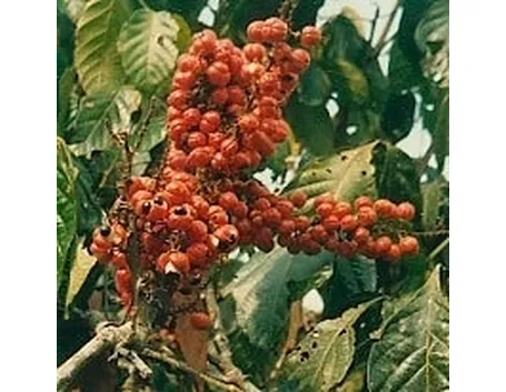chicchi di guaranà