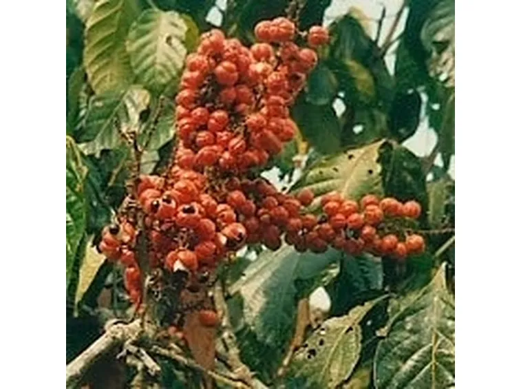 chicchi di guaranà