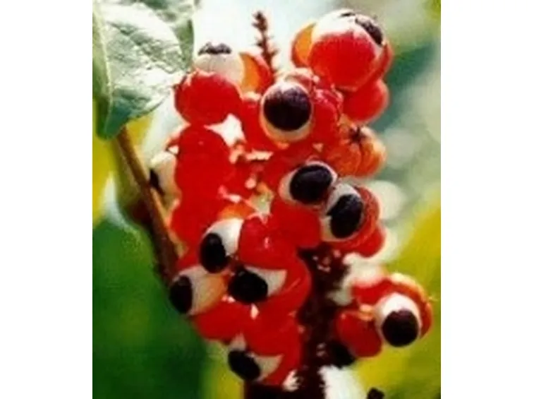 guaranà