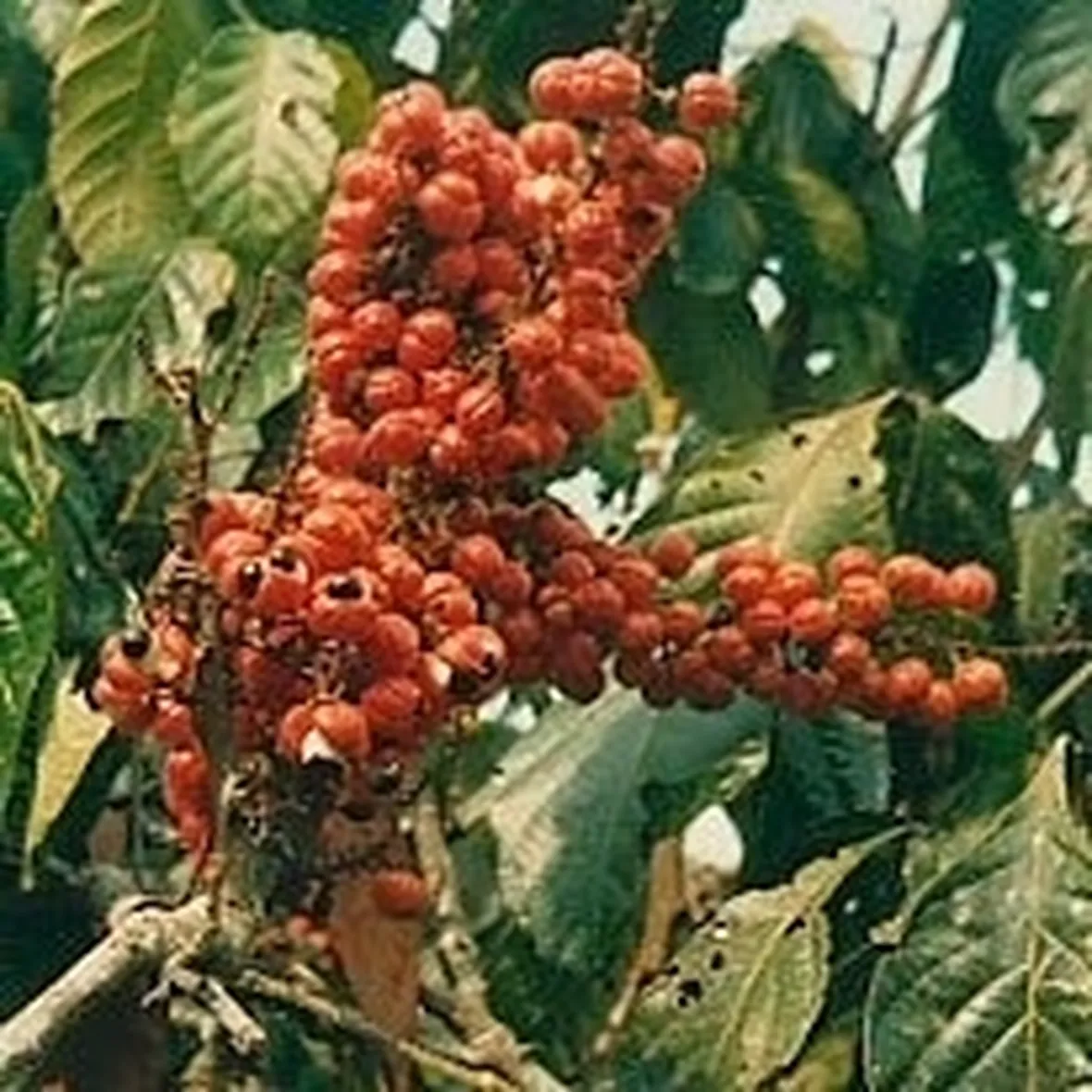 chicchi di guaranà
