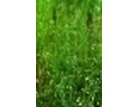 lenticchia