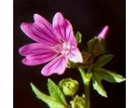 malva