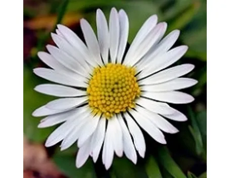 bellis perennis