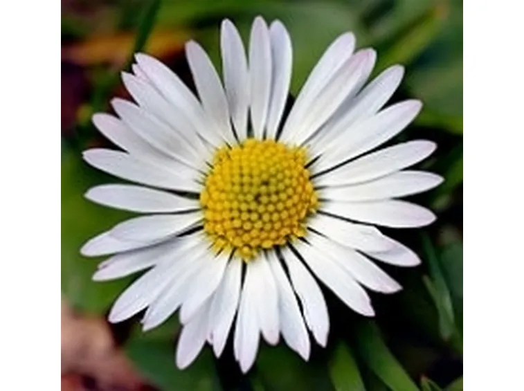 bellis perennis