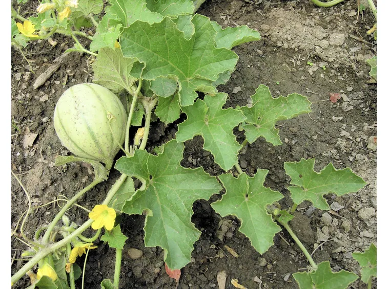 melone