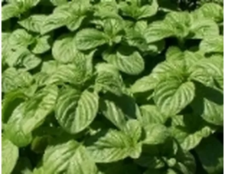 foglie di menta