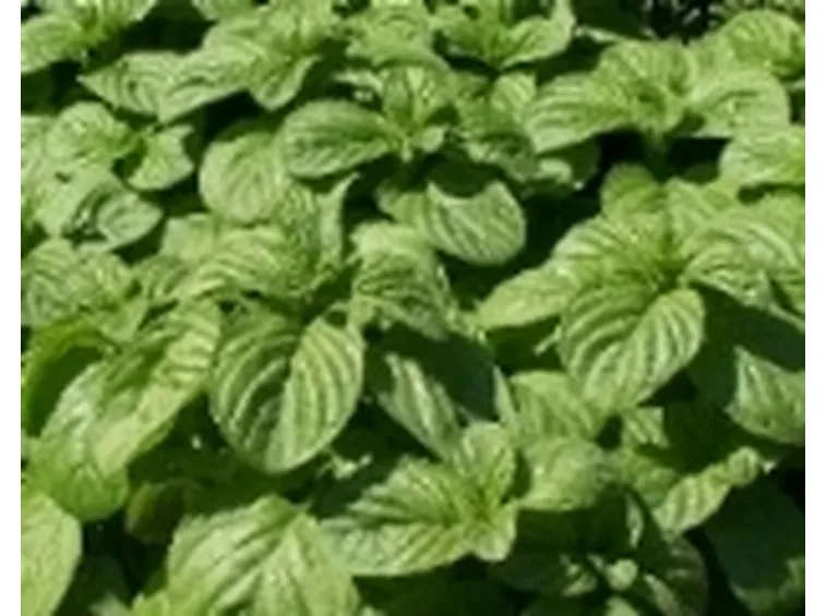 foglie di menta