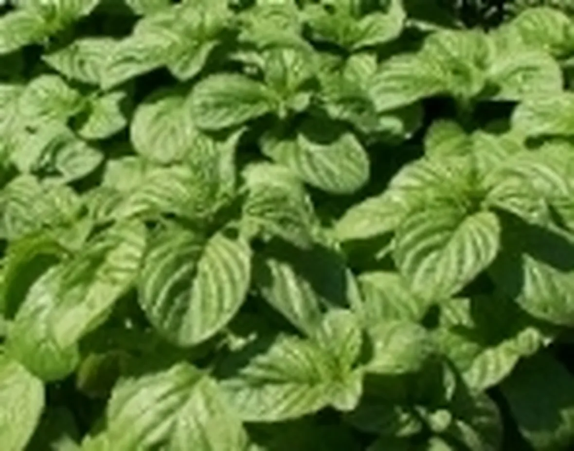 foglie di menta
