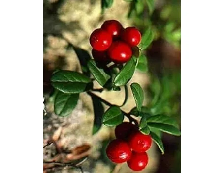 mirtillo rosso