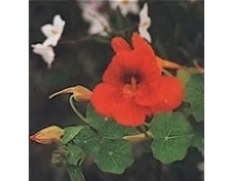 nasturzio