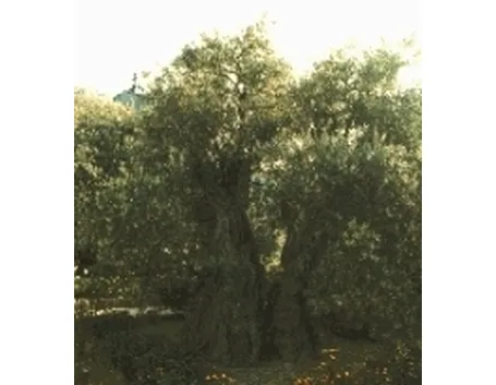 olivo