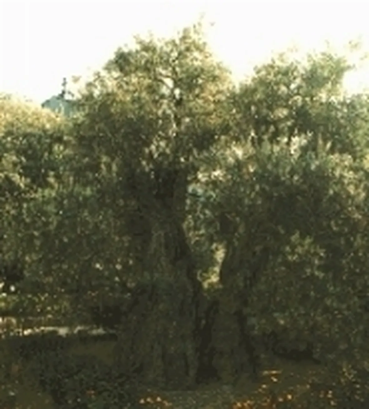 olivo