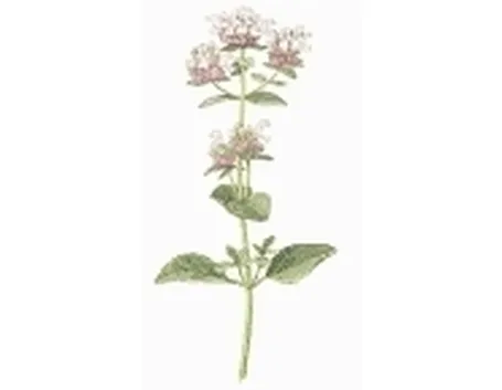 origanum