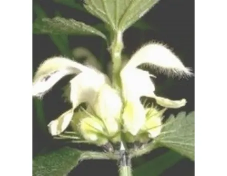 dolcimele