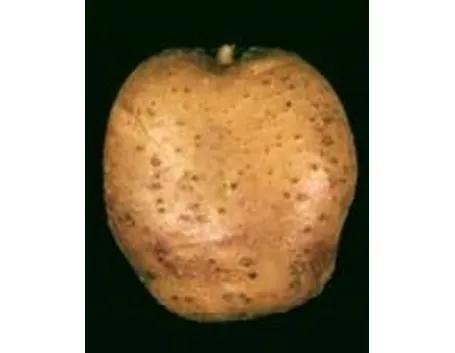 patata